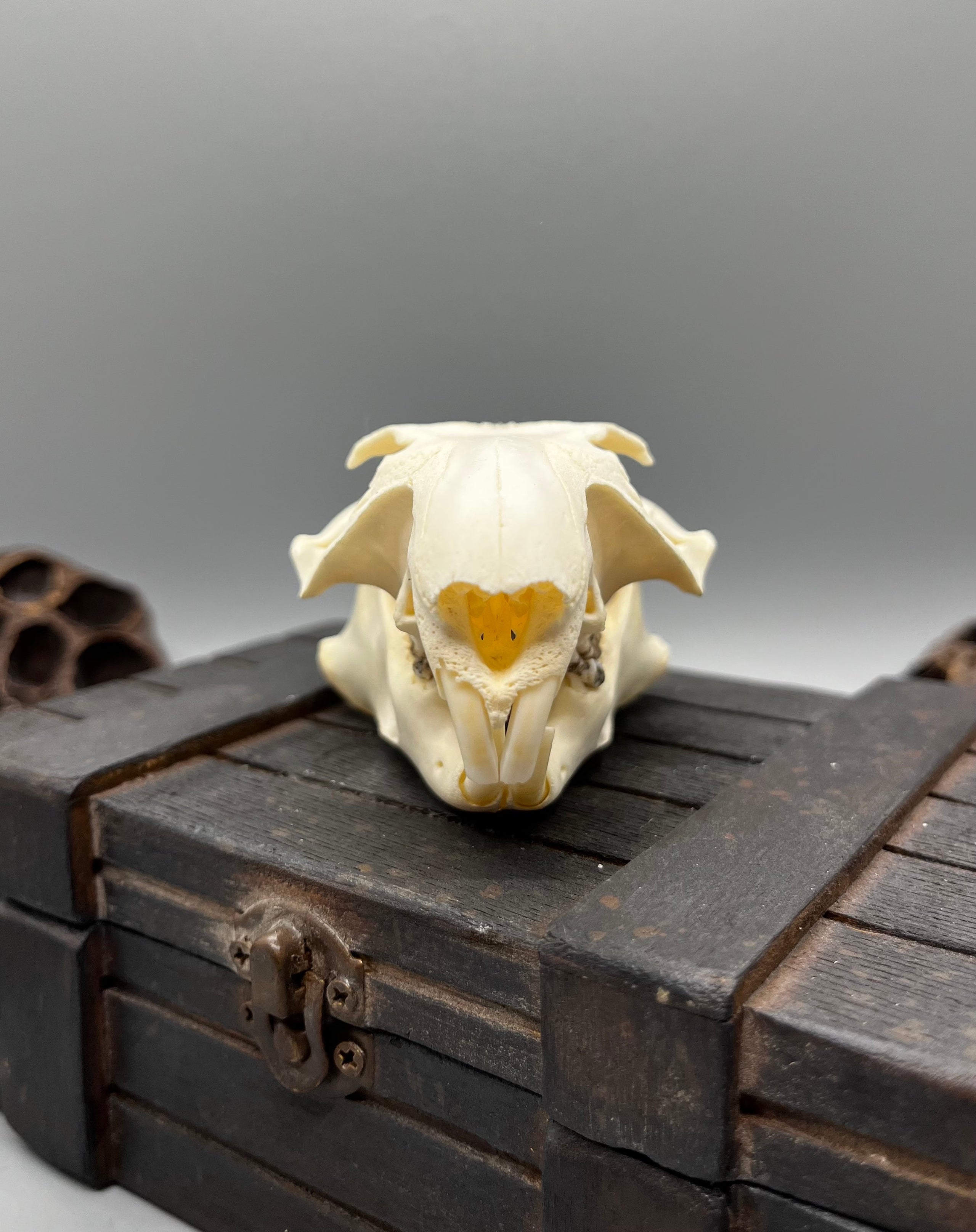 Woodchuck Skull Oddity Monger