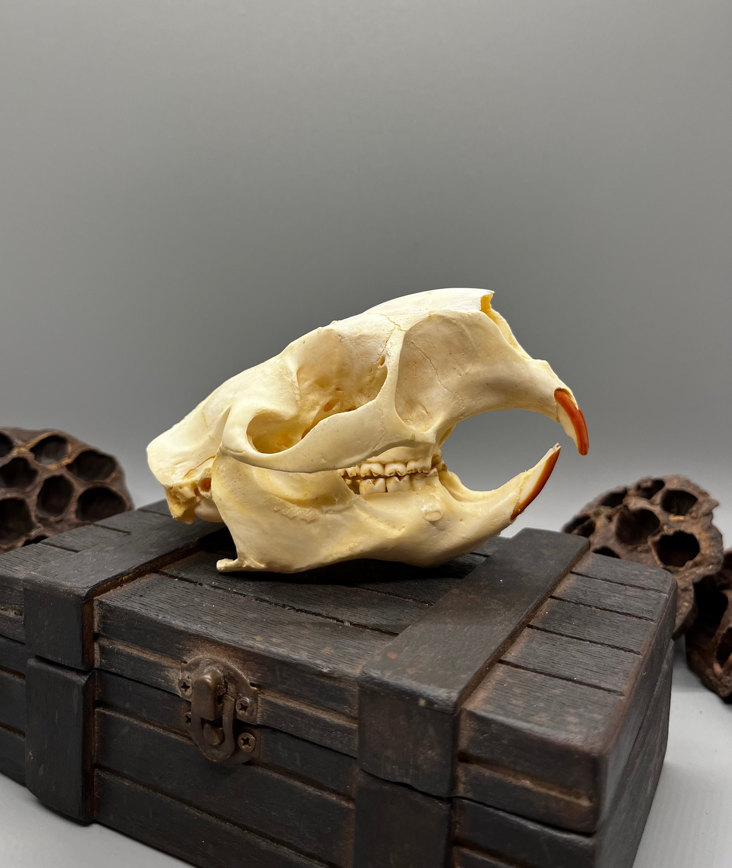 American Porcupine Skull | Oddity Monger